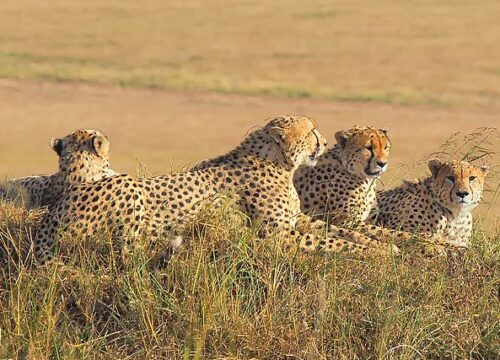 Why Masai Mara is the Perfect Place for Group Travel
